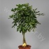 Шеффлера Schefflera Compacta Gevlochten Stam Шеффлера Schefflera Compacta Gevlochten Stam