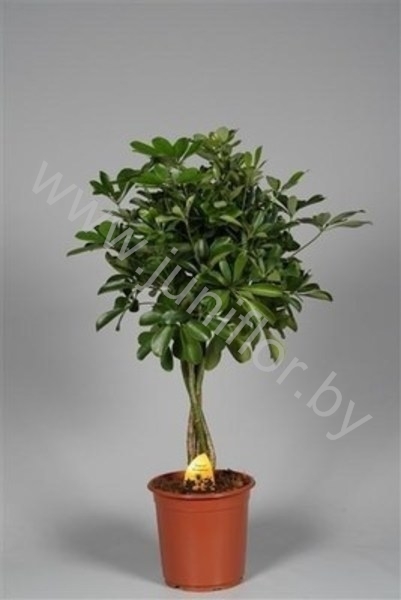 Шеффлера Schefflera Compacta Gevlochten Stam