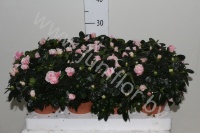 Рододендрон Rhododendron s Inga
