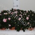 Рододендрон Rhododendron s Inga Рододендрон Rhododendron s Inga
