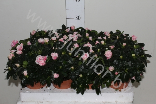 Рододендрон Rhododendron s Inga