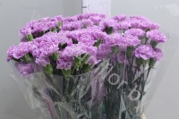 Гвоздика Moon Aqua