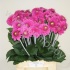 Георгин Dahlia Ball Purple Георгин Dahlia Ball Purple