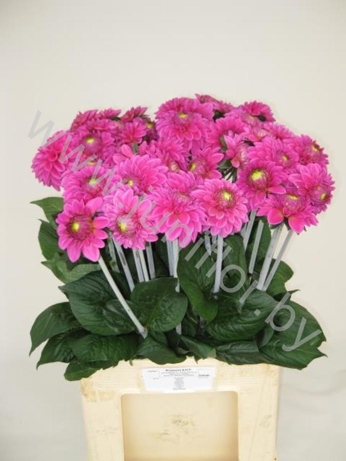 Георгин Dahlia Ball Purple