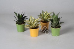 Сансевиерия Mix In Gekleurd Keramiek