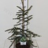 Ель Picea Aureospicata Ель Picea Aureospicata