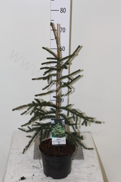 Ель Picea Aureospicata
