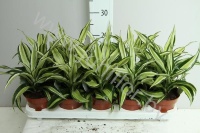 Драцена Dracaena Comp Malaika