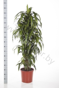 Драцена Dracaena Fr. Hawaiian Sunshine Vertakt