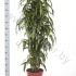 Драцена Dracaena Fr. Hawaiian Sunshine Vertakt Драцена Dracaena Fr. Hawaiian Sunshine Vertakt