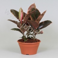 Фикус Ficus Belize 3PP