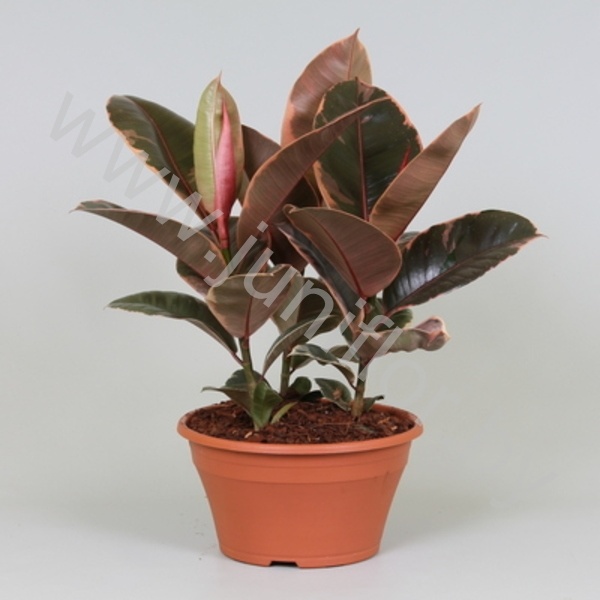 Фикус Ficus Belize 3PP