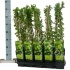Смородина Ribes Hinnonmaki Gron Смородина Ribes Hinnonmaki Gron