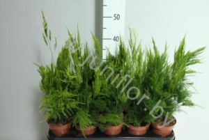 Аспарагус Asparagus Setaceus Pyramidalis