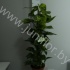 Эпипремнум Epipremnum Mosstok Эпипремнум Epipremnum Mosstok