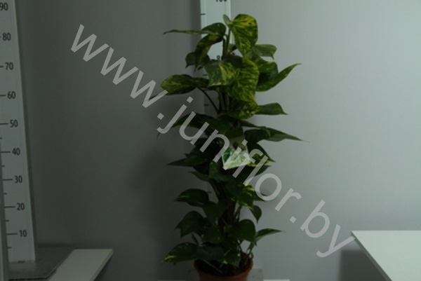 Эпипремнум Epipremnum Mosstok Эпипремнум Epipremnum Mosstok
