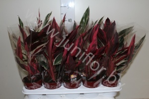 Строманта Stromanthe Sanguinea Multicolor