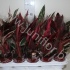 Строманта Stromanthe Sanguinea Multicolor Строманта Stromanthe Sanguinea Multicolor