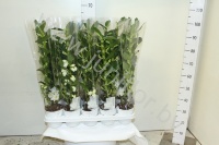Дендробиум Dendrobium Nob 3tak Starclass Apoll