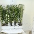 Дендробиум Dendrobium Nob 3tak Starclass Apoll Дендробиум Dendrobium Nob 3tak Starclass Apoll
