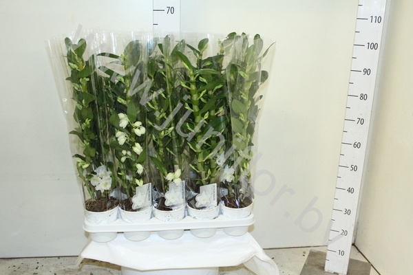 Дендробиум Dendrobium Nob 3tak Starclass Apoll
