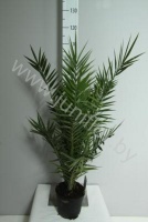 Феникс Phoenix Canariensis