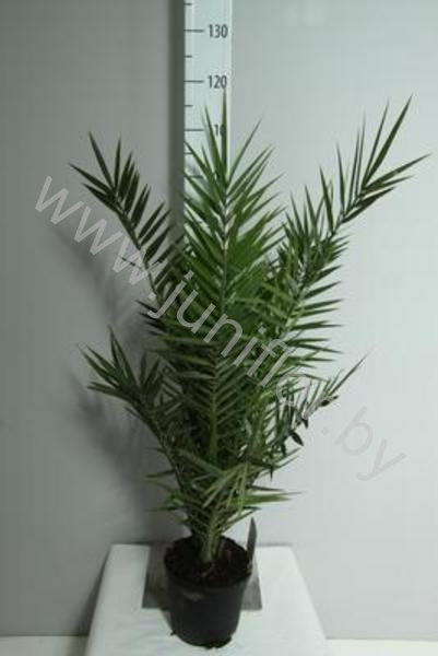 Феникс Phoenix Canariensis