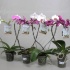 Фаленопсис Phal Hartvorm Фаленопсис Phal Hartvorm