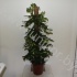 Шеффлера Schefflera Compacta Mospool Шеффлера Schefflera Compacta Mospool