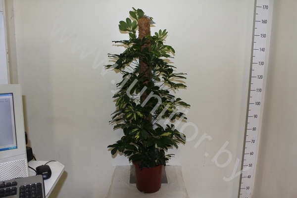 Шеффлера Schefflera Compacta Mospool