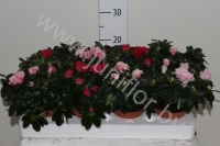 Рододендрон Rhododendron s Mixed