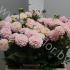 Георгин Dahlia Ball Wizard of Oz Георгин Dahlia Ball Wizard of Oz
