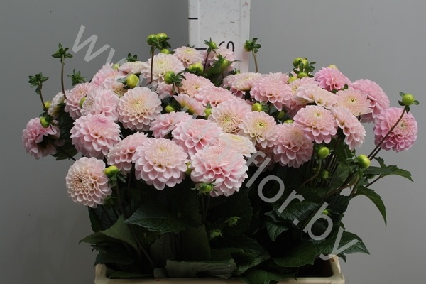 Георгин Dahlia Ball Wizard of Oz