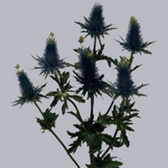 Эрингиум Eryngium Supernova Questar
