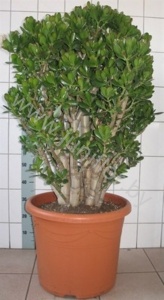 Крассула Ovata