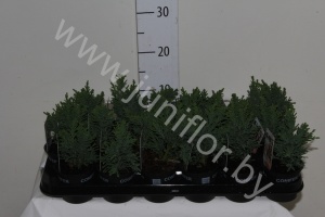 Кипарис Chamaecyparis Drath