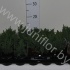Кипарис Chamaecyparis Drath Кипарис Chamaecyparis Drath