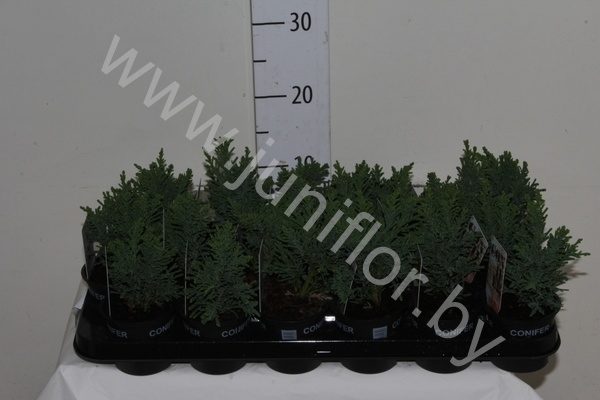 Кипарис Chamaecyparis Drath Кипарис Chamaecyparis Drath