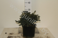Ель Picea Echiniformis