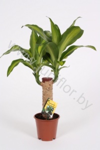 Драцена Dracaena Fr. Massangeana 20cm Stam