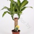 Драцена Dracaena Fr. Massangeana 20cm Stam Драцена Dracaena Fr. Massangeana 20cm Stam