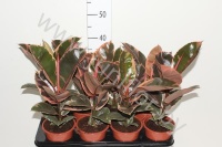 Фикус Ficus Belize
