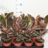 Фикус Ficus Belize Фикус Ficus Belize