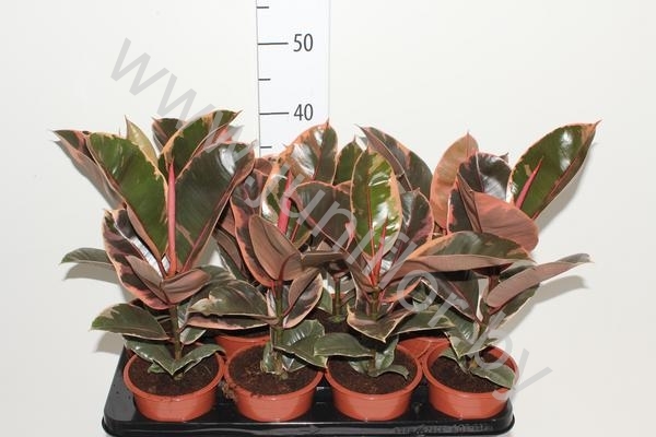Фикус Ficus Belize