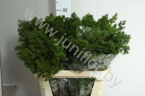 Аспарагус Asparagus Sprengeri