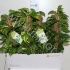 Эпипремнум Epipremnum Mosstok Эпипремнум Epipremnum Mosstok