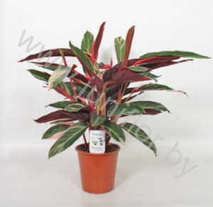 Строманта Stromanthe Sanguinea Triostar