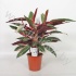Строманта Stromanthe Sanguinea Triostar Строманта Stromanthe Sanguinea Triostar