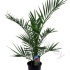 Феникс Phoenix Canariensis Феникс Phoenix Canariensis