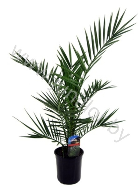 Феникс Phoenix Canariensis